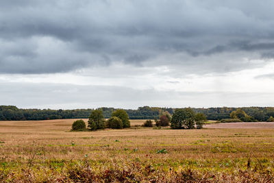 Scenic view of agricultural field against sky