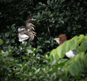 Close-up of bird perching on tree