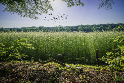 Scenic view of agricultural field against sky