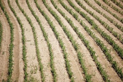 Full frame shot of corn field