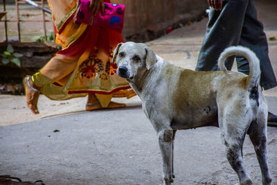 Low section of dog standing on street