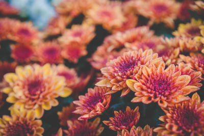 Close-up of pink flowering plants