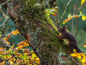 Squirrel on tree trunk