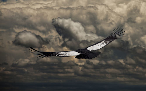 Low angle view of bird flying in sky