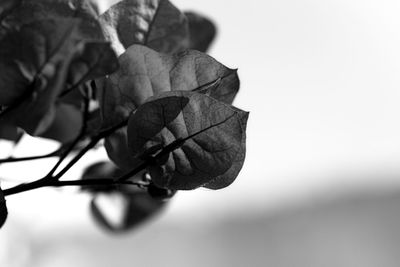 Close-up of wilted plant during autumn