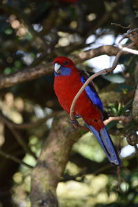 Low angle view of bird perching on branch