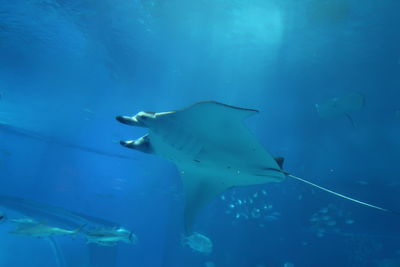 Fish swimming in sea