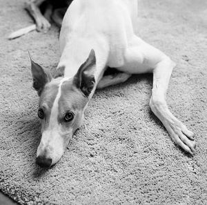 High angle portrait of dog relaxing on rug