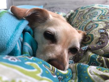 Resting dog during quarantine