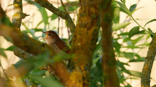 Bird perching on a tree