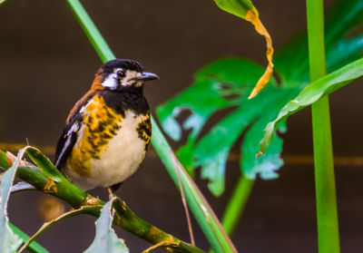 Close-up of bird perching on a plant