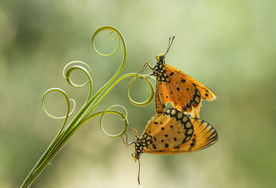 Close-up of butterfly pollinating flower