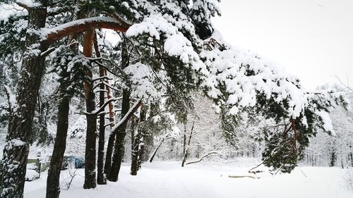 Trees on snow covered landscape