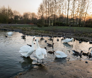 Swans at lakeshore