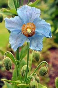 Close-up of flower