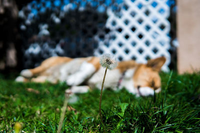 Dog relaxing in a field