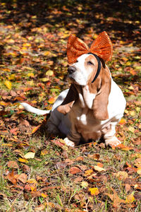 Dog on field wearing bow