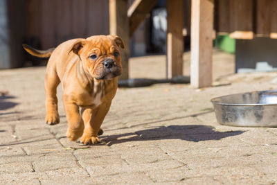 Portrait of dog on footpath
