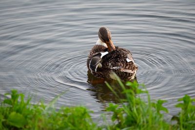 Duck swimming in lake