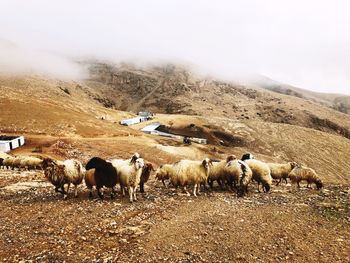 Sheep grazing on landscape against sky