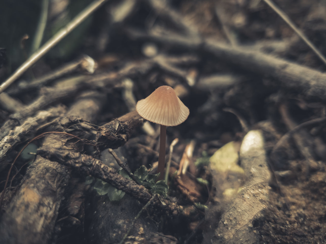 CLOSE-UP OF MUSHROOM GROWING ON LAND