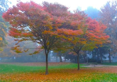 Autumn leaves on field