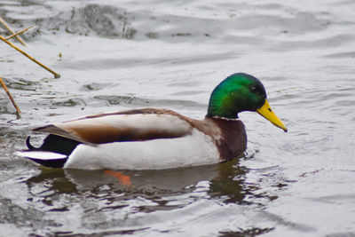 Side view of a duck swimming in lake