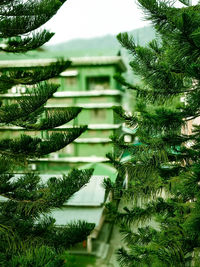 Close-up of pine tree in park