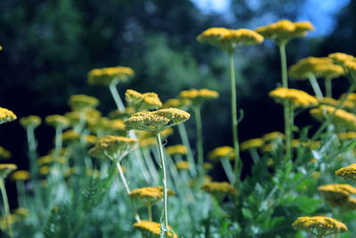 Close-up of yellow flower