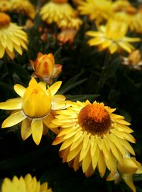 Close-up of yellow flower