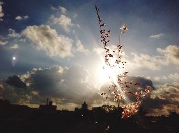 Low angle view of birds flying against sky
