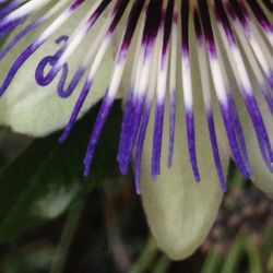 Close-up of purple flower against blurred background