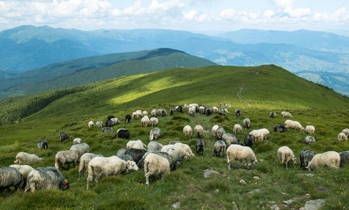 Sheep grazing on field against mountain