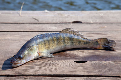 High angle view of fish on pier