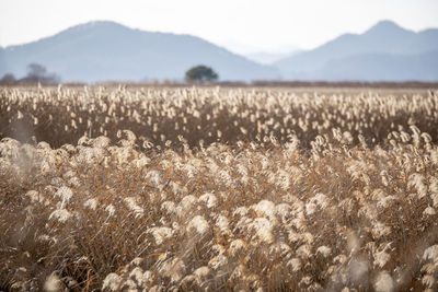 Scenic view of field against mountains