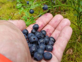 Cropped image of man holding grapes