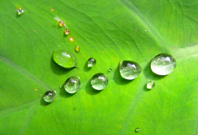 Close-up of water drops on green leaves