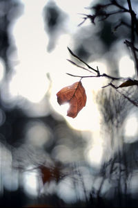 Close-up of flower tree against sky