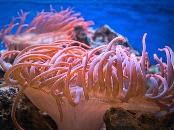 Close-up of coral in sea