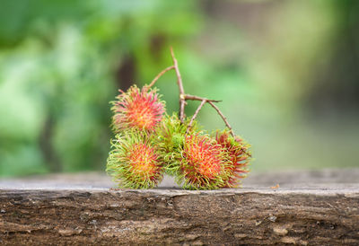 Close-up of red berries on plant