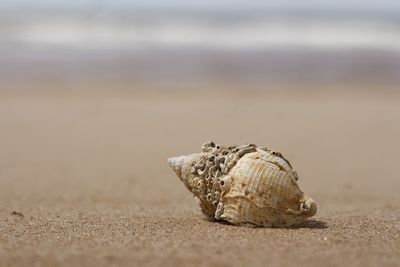 Close-up of shell on the beach