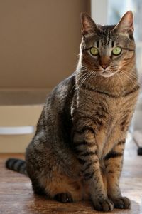 Close-up portrait of tabby cat sitting on floor