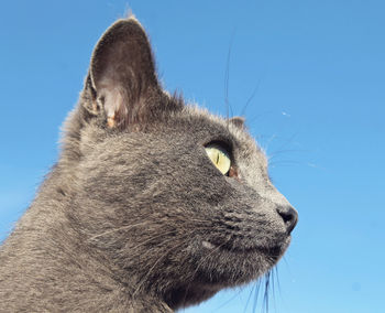 Close-up of cat against clear blue sky