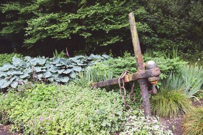 Close-up of plants in forest