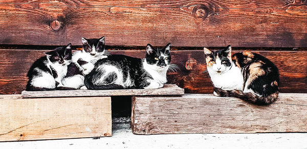 Cat resting on wooden floor