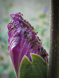 Close-up of purple flower