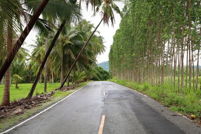 Road amidst trees against sky