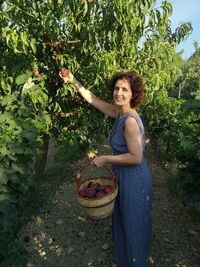 Woman collecting peaches from the plant
