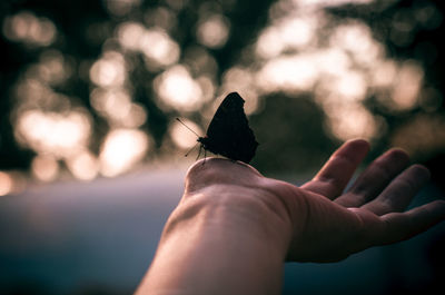 Cropped hand holding butterfly during sunset