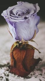 Close-up of rose